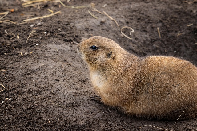 prairie dog, prairie, animal, rodent, pet, mammal, wildlife, cute, fur, dog, nature