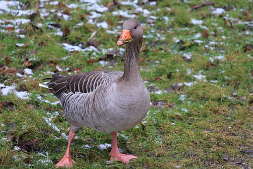 Free Animal Goose photo and picture