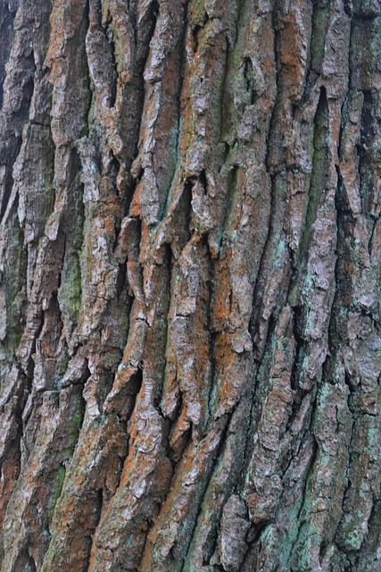 Free Bark Tree photo and picture