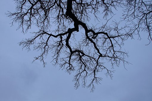 Free Sky Tree illustration and picture