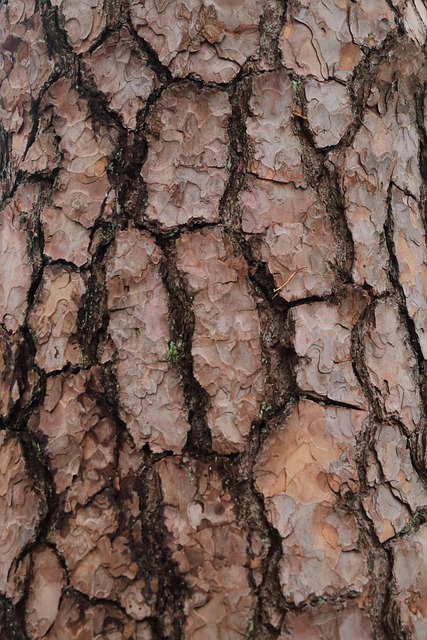 Free Bark Tree photo and picture