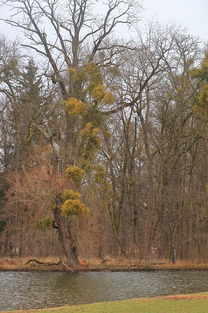 Free Nature Tree photo and picture