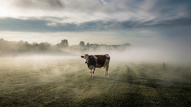 Free cow meadow beef illustration