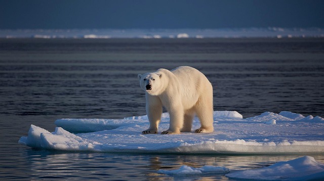 Free ai generated icebear bear illustration