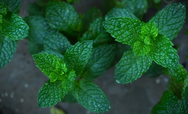 Free Mint Herb photo and picture