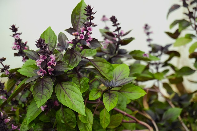 Free Basil Food photo and picture