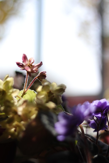 Afrikansk Violet, Violet, Forår, Blomst