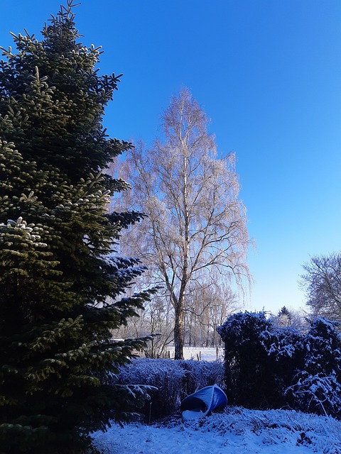 Navidad, Invierno, Árbol, Naturaleza