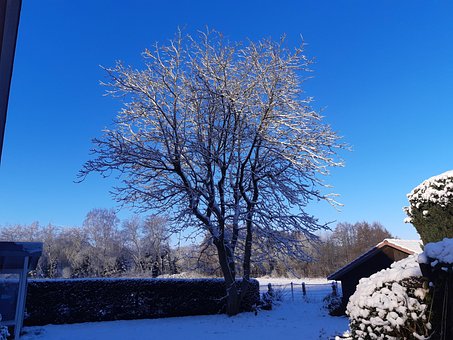 Árbol, Naturaleza, Paisaje, Navidad