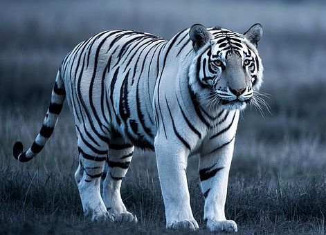 Free Tiger Animal illustration and picture