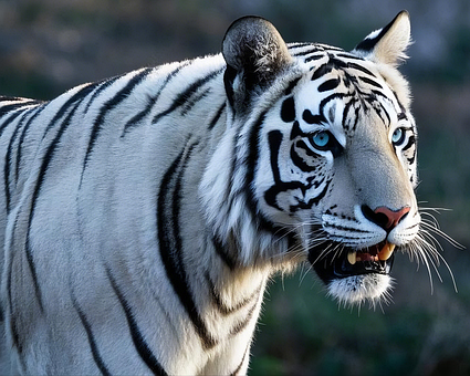 Free Tiger Animal illustration and picture