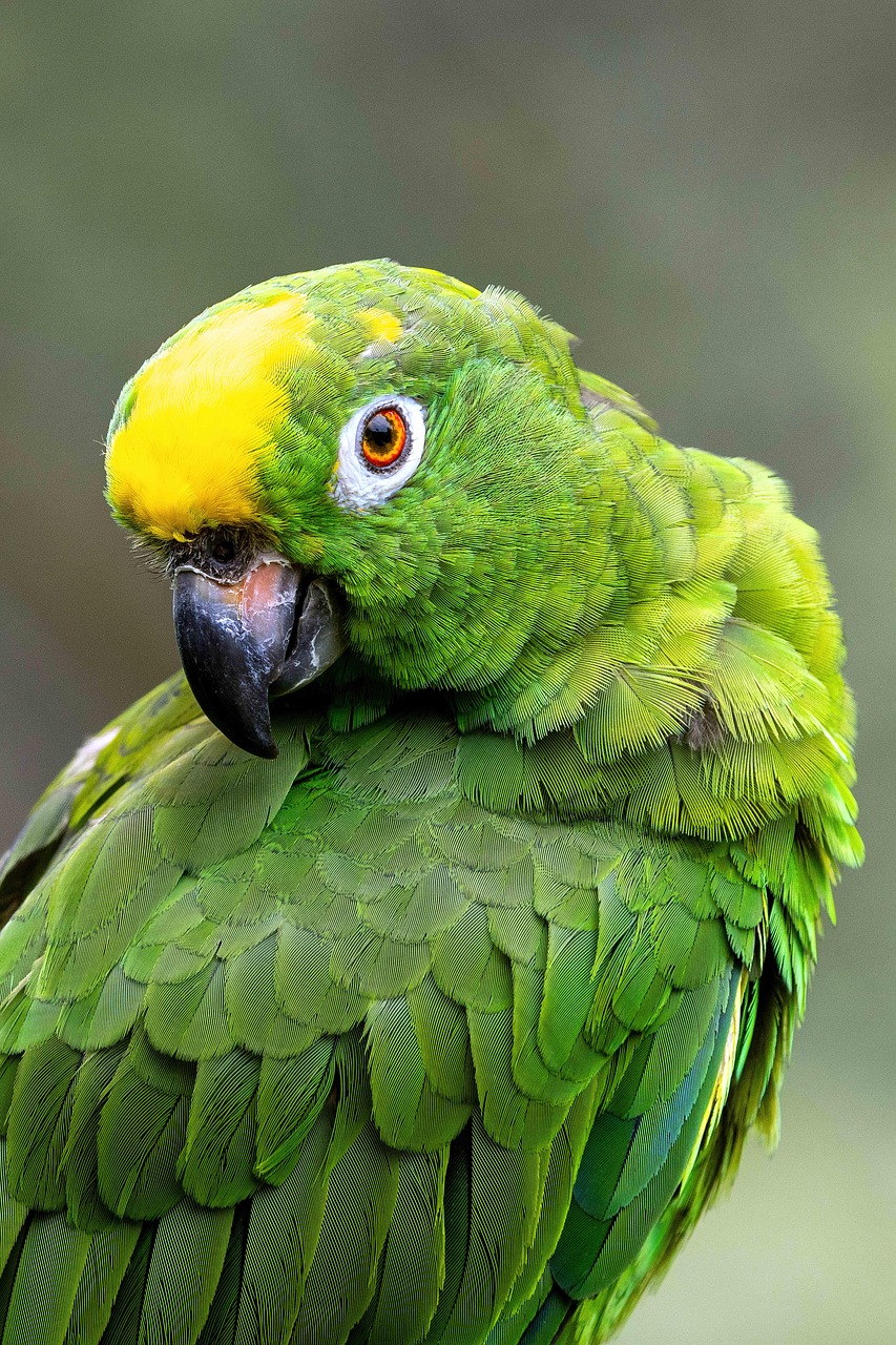 200 000 Free Colorful Parrot Perched Parrot Images Pixabay 200 000 Free Colorful Parrot Perched Parrot Images Pixabay