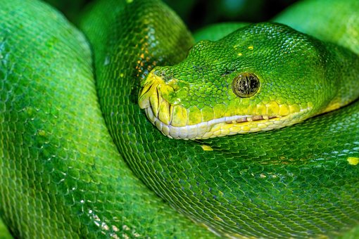 Grüne Baumpython, Python, Schlange