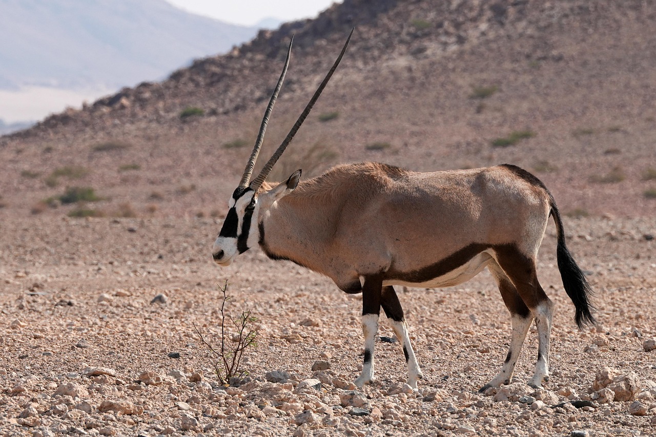 Oryx Antelope Africa Free Photo On Pixabay
