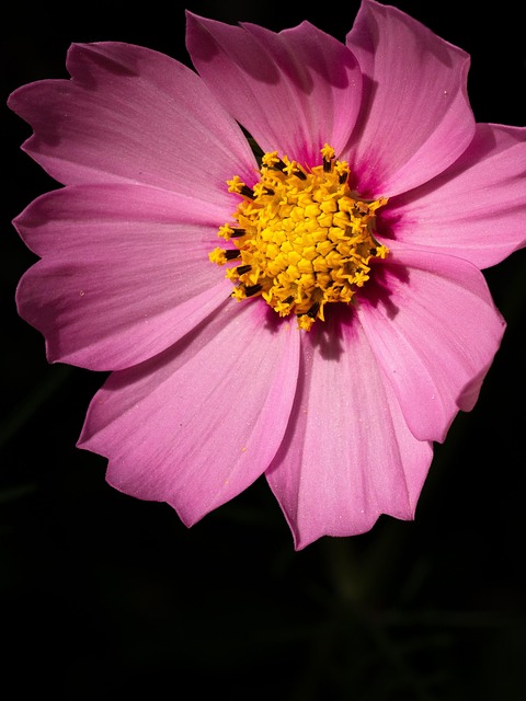 Blomst, Dhalia, Skønhed, Natur, Rose