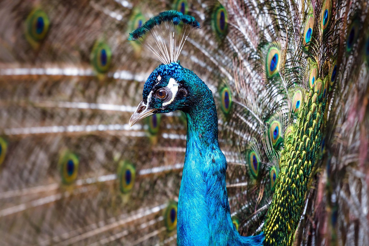 Bird - free online jigsaw puzzle photo