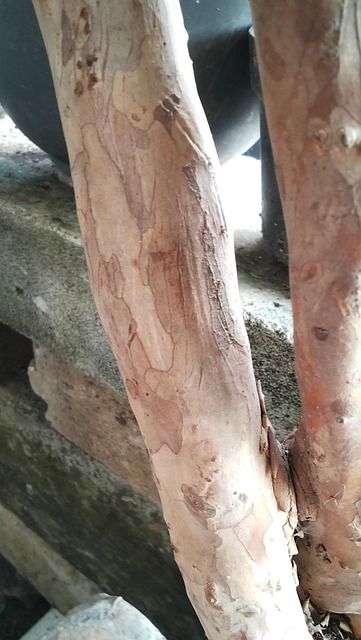 Free Wood Outdoor photo and picture