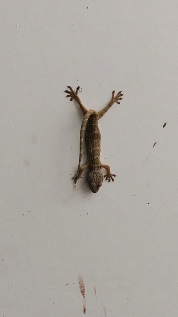 Free Animal Gecko photo and picture