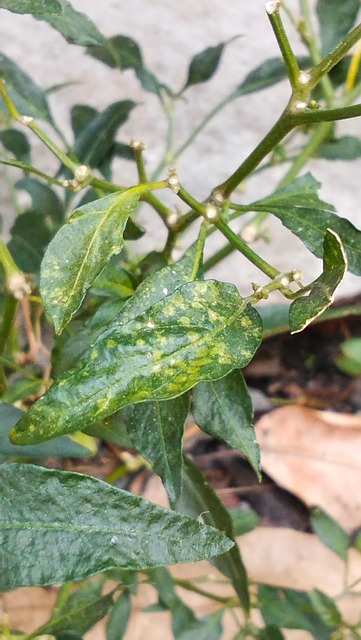 Free Nature Plant photo and picture