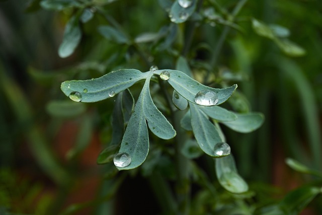 Free Nature Plant photo and picture