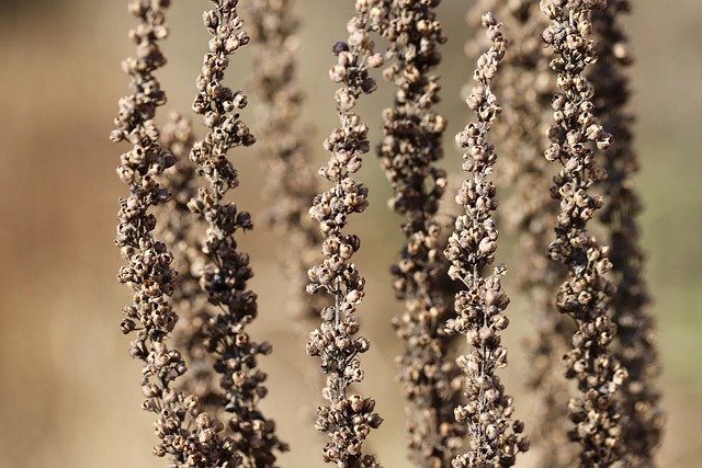 Free Dried Flowers Dried photo and picture