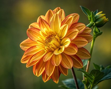 Free Dahlia Flower illustration and picture
