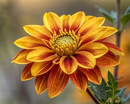 Free Dahlia Flower illustration and picture