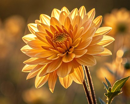 Free Dahlia Flower illustration and picture