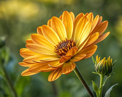 Dahlie, Blume, Pflanze, Gelbe Blume