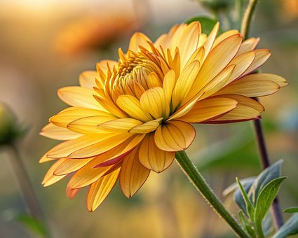 Free Flower Nature illustration and picture