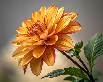 Free Flower Nature illustration and picture