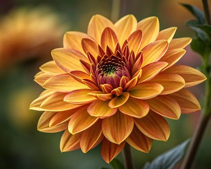 Free Flower Nature illustration and picture