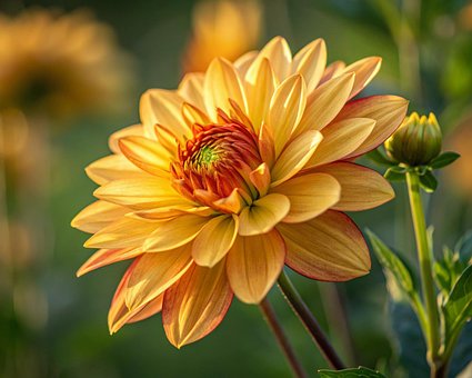 Free Flower Nature illustration and picture