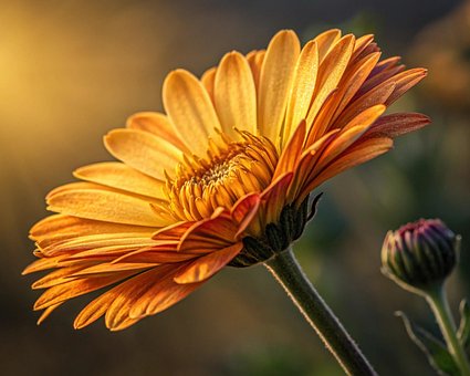 Free Flower Nature illustration and picture