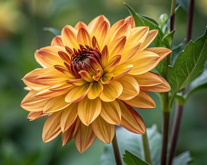 Free Flower Nature illustration and picture