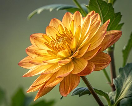 Blume, Natur, Licht, Garten, Grün, Farbe