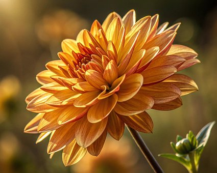 Free Flower Nature illustration and picture
