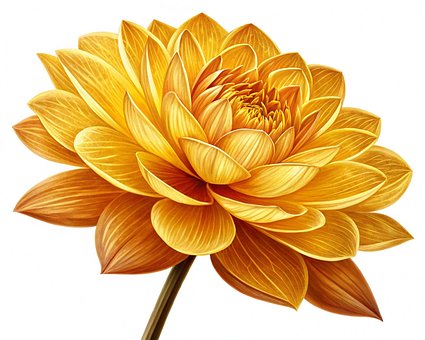 Free Flower Nature illustration and picture