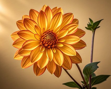Free Flower Nature illustration and picture