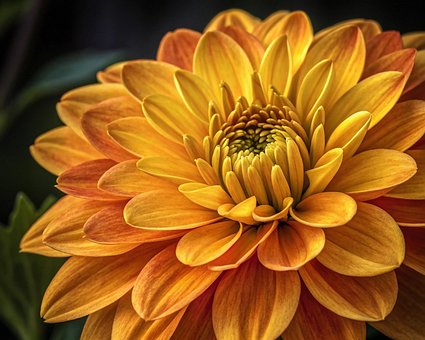 Free Flower Nature illustration and picture