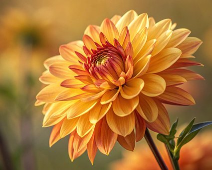 Free Flower Nature illustration and picture
