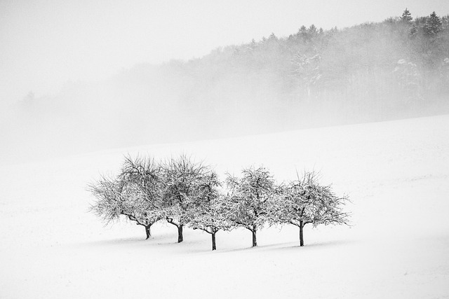 Trees, snow, winter and landscape — photo by AnNeef