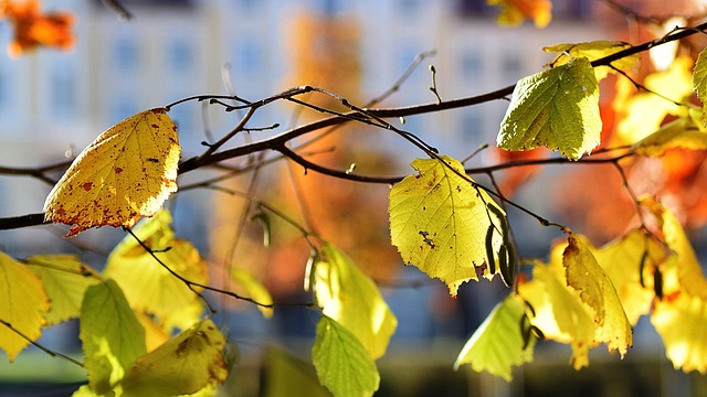 Blad, Blade, Efterår, Sol, Efterårsblade