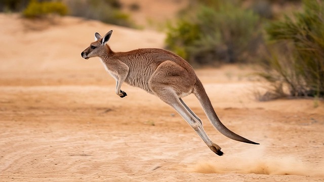 Free ai generated kangaroo australia illustration