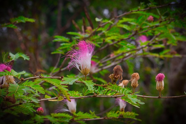 Free Tree Flower photo and picture