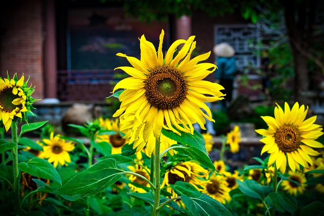 Free Flower Sunflower photo and picture