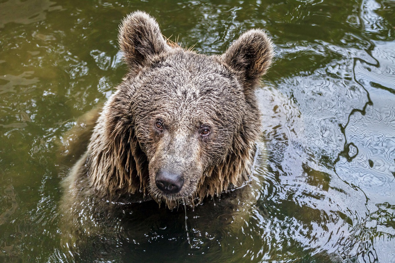 Bear River Swimming - Free photo on Pixabay