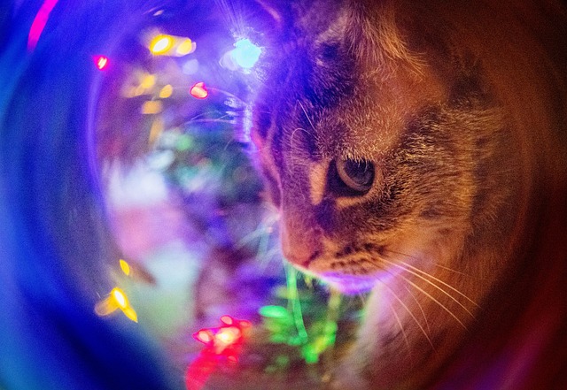 Gato, Bicho De Estimação, Animal