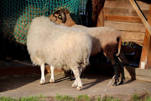 Free Sheep Goat photo and picture