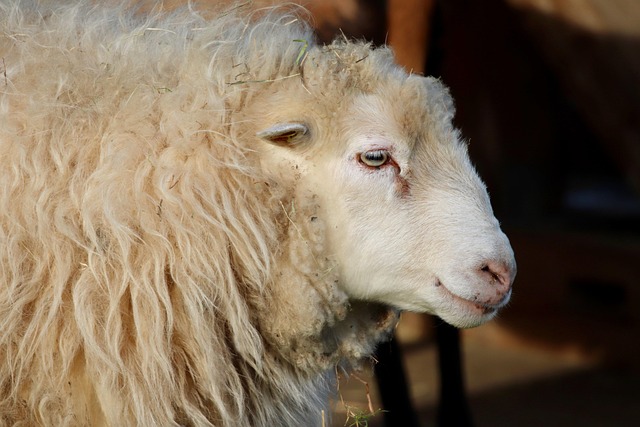 Free Sheep Ruminant photo and picture